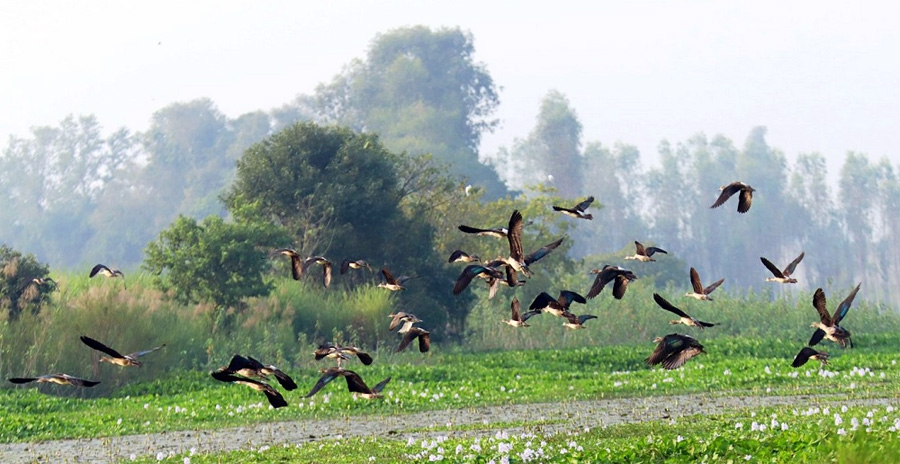 Kathmandu and Chitwan Birdwatching