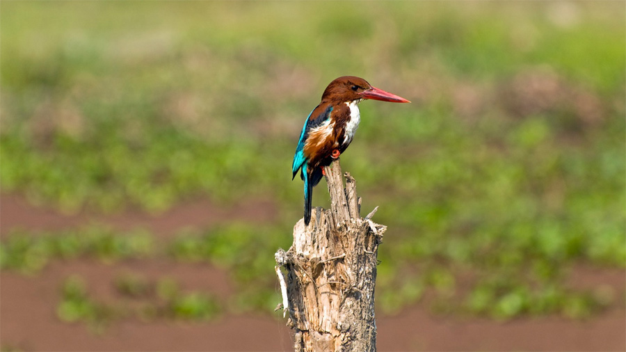 Bird Watching Tour in Nepal