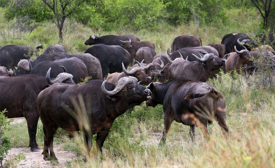 Koshi Tappu Wildlife Reserve Tour