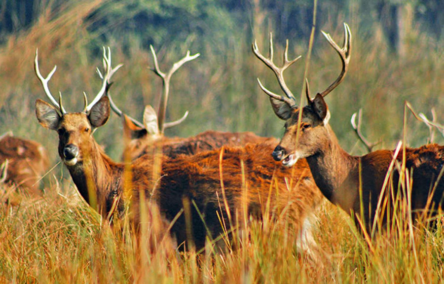 Shuklaphanta National Park Safari