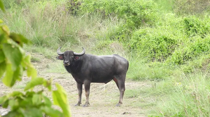 Over 11,000 Tourists Visit Koshi Tappu Wildlife Reserve in Fiscal Year 2081/82