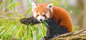 Red Panda Health Study Begins in Nepal, Myagdi